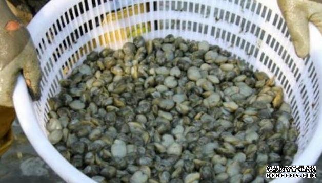它比“小龍蝦”還受寵，味道鮮美，曾賣5元一斤，現(xiàn)想吃都買不起