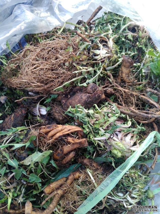 春分時(shí)節(jié)這菜要抓緊吃，再晚又得等1年，路邊隨處可見(jiàn)，營(yíng)養(yǎng)豐富