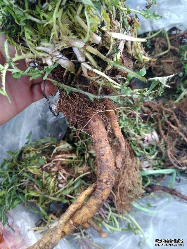 春分時(shí)節(jié)這菜要抓緊吃，再晚又得等1年，路邊隨處可見(jiàn)，營(yíng)養(yǎng)豐富