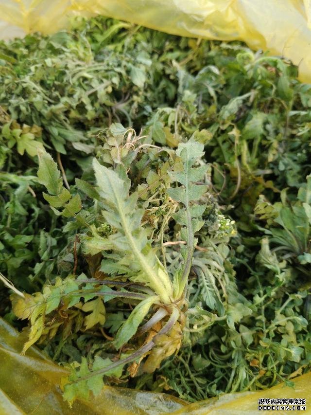 春分時(shí)節(jié)這菜要抓緊吃，再晚又得等1年，路邊隨處可見(jiàn)，營(yíng)養(yǎng)豐富