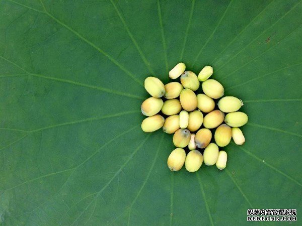 夏天的這種觀(guān)賞性植物，是肥胖人士，高血壓患者的食療佳品