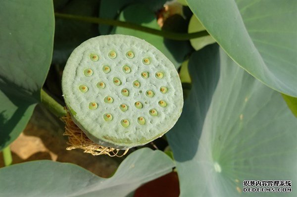 夏天的這種觀(guān)賞性植物，是肥胖人士，高血壓患者的食療佳品