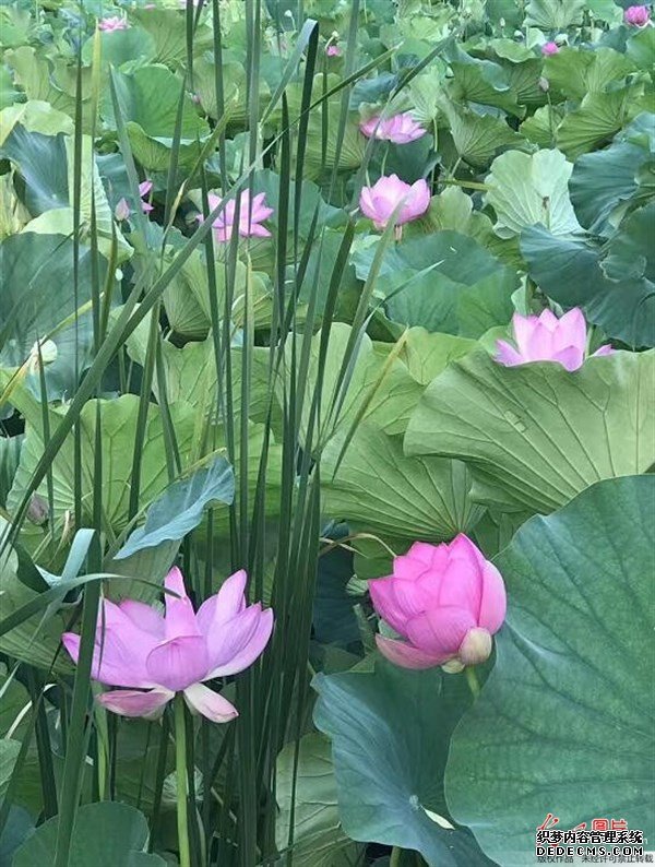 夏天的這種觀(guān)賞性植物，是肥胖人士，高血壓患者的食療佳品