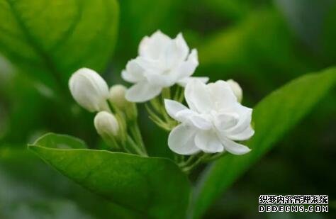 解暑還養(yǎng)生！這些適合夏季的花茶你知道嗎？
