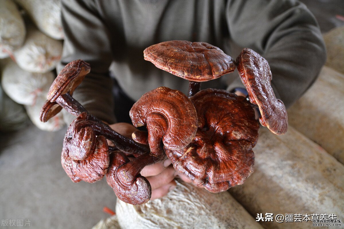 身體虛弱能長(zhǎng)期和鹿角靈芝草泡水嗎？鹿角靈芝有啥禁忌？