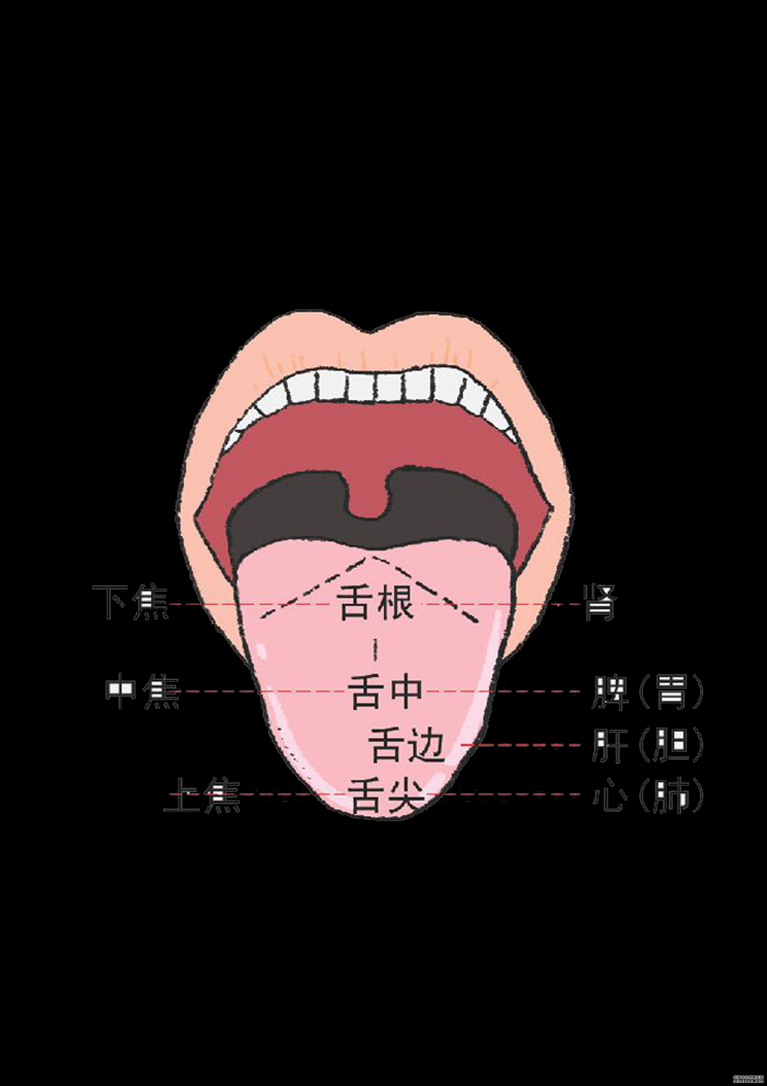 通過舌診，窺探身體的秘密
