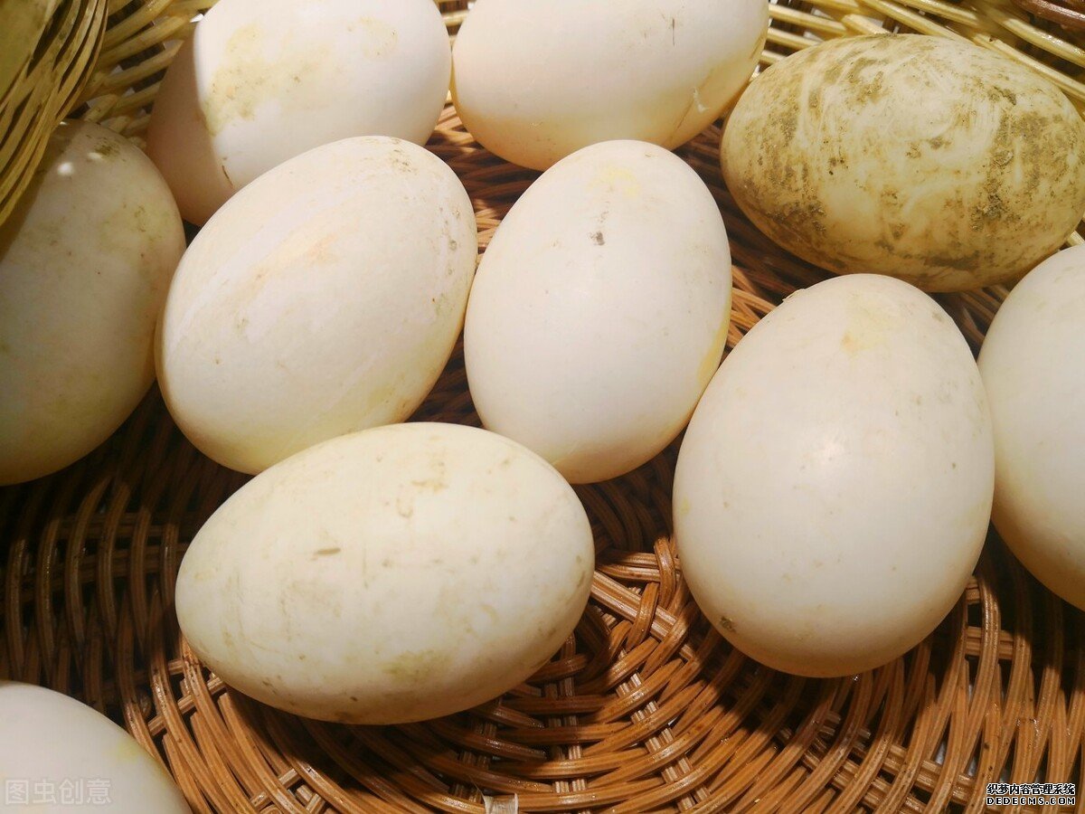 為什么鵝肉常見(jiàn)，但是鵝蛋卻很少見(jiàn)？鵝蛋的營(yíng)養(yǎng)價(jià)值如何？